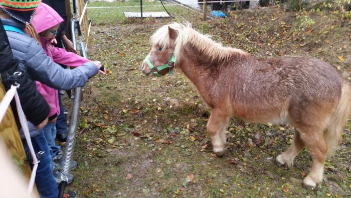 Miniaturponys