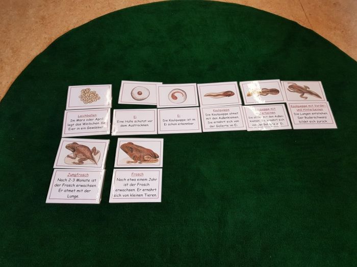 Schautafel der Methamorphose