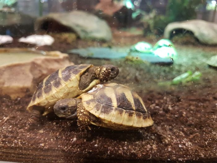 Junge Schildkröten beobachten Junge Schildkröten beobachten