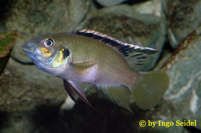 Benitochromis nigrodorsalis Moliwe Männchen Benitochromis nigrodorsalis Moliwe Männchen