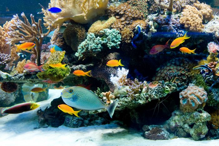Megazoo Österreich wird einige Arten von Meerwasser-Zierfischen vom Verkauf ausschließen, die nicht für die Heimtierhaltung geeignet oder in ihrem Artbestand bedroht sind - Foto Megazoo Megazoo Österreich wird einige Arten von Meerwasser-Zierfischen vom Verkauf ausschließen, die nicht für die Heimtierhaltung geeignet oder in ihrem Artbestand bedroht sind - Foto Megazoo