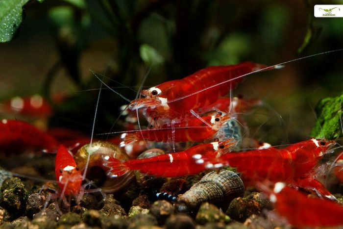Super Crystal Red Garnele - Caridina logemanni Caridina logemanni