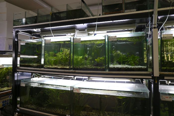 Four tanks in Ostrava ZOO now occupied by northern platyfish Four tanks in Ostrava ZOO now occupied by northern platyfish